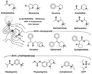 Acetylcholine