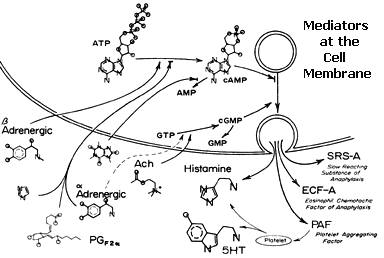 At the membrane