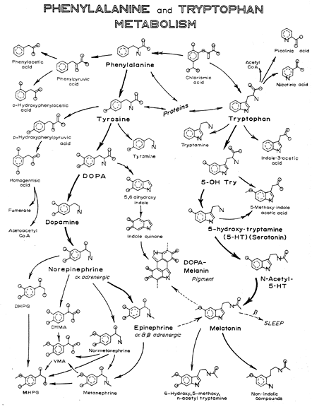 Methyl-Phenyl-Try Relationship